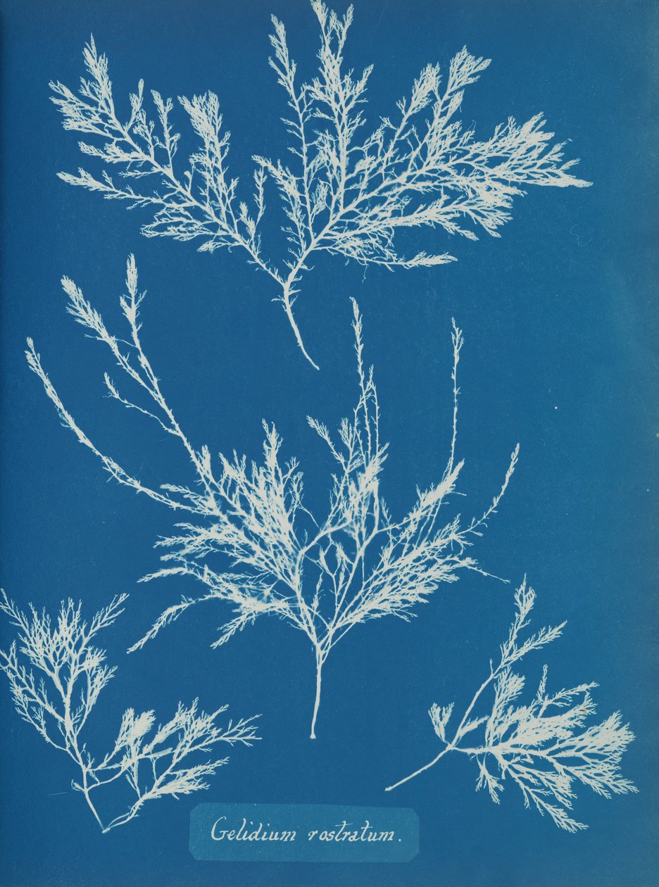 Gelidium rostratum, ca. 1853 autorstwa Anna Atkins