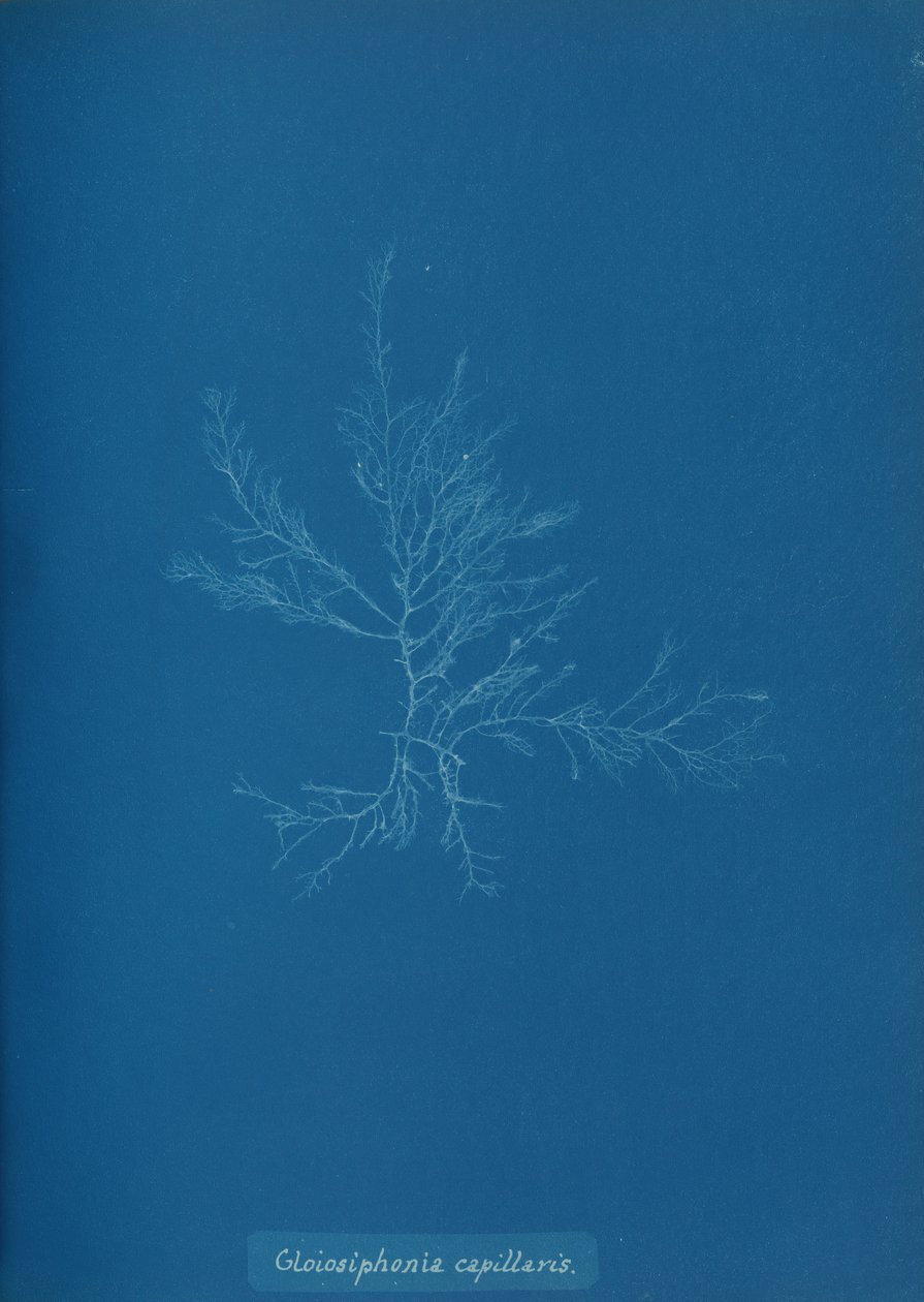 Gloisiphonia capillaris, ca. 1853. autorstwa Anna Atkins