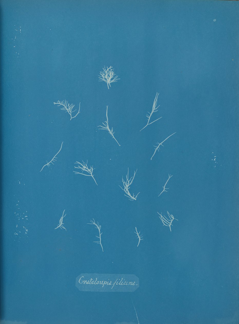 Grateloupia filicina, ca. 1853. autorstwa Anna Atkins