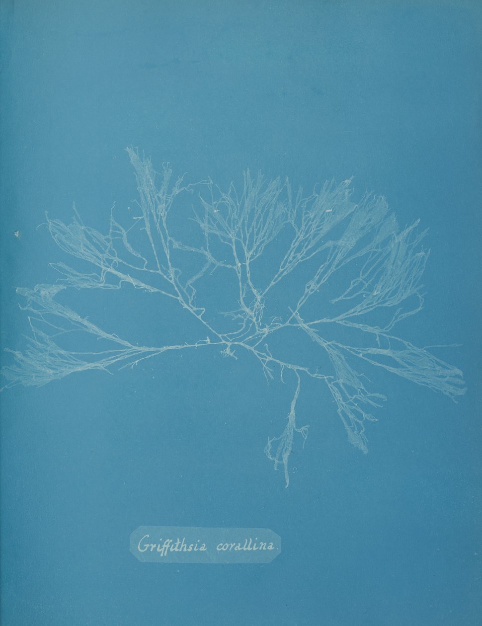 Coral Griffithsia, ca. 1853. autorstwa Anna Atkins