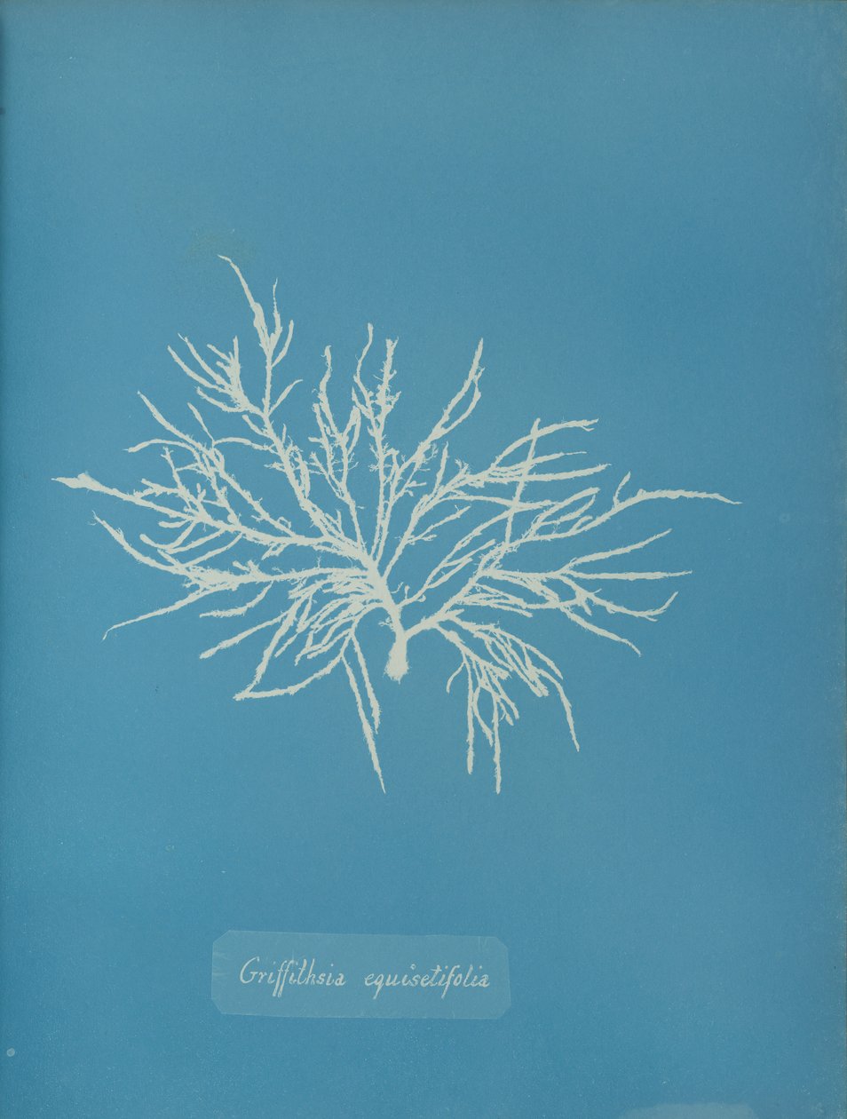 Griffithsia equisetifolia, ca. 1853. autorstwa Anna Atkins