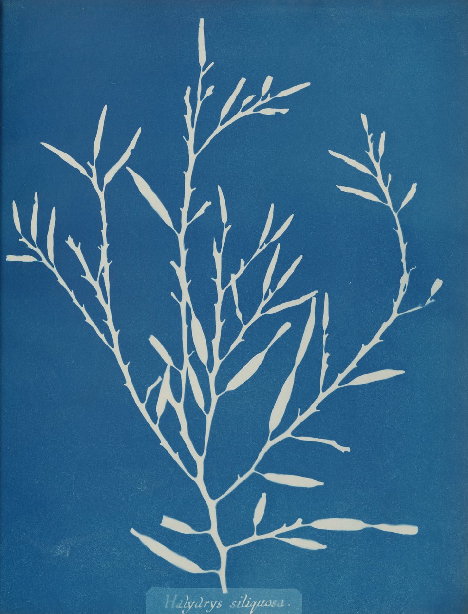 Halydrys siliquosa, ca. 1853 autorstwa Anna Atkins