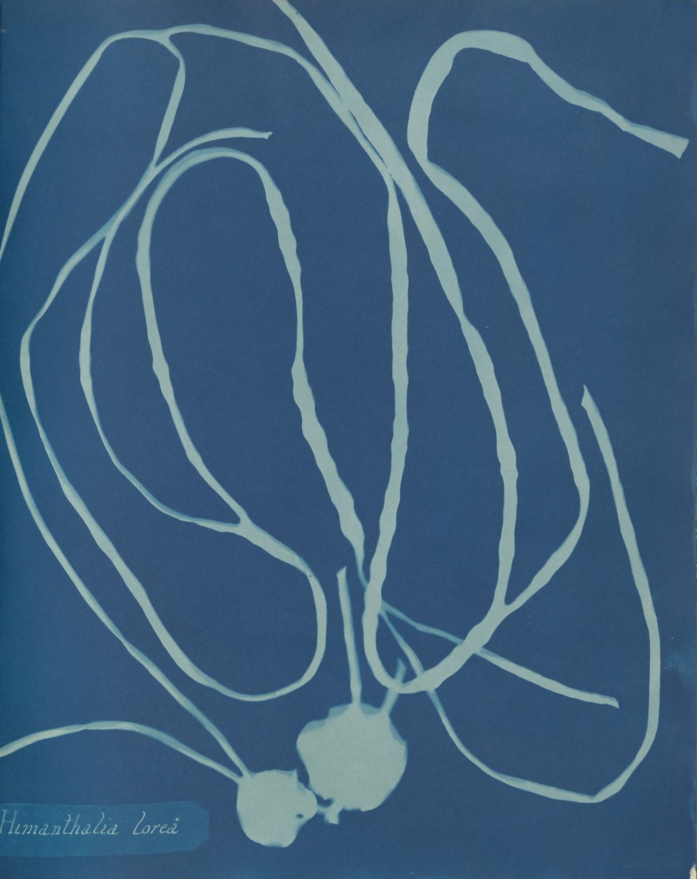 Kwiat Himantalii, ca. 1853 autorstwa Anna Atkins