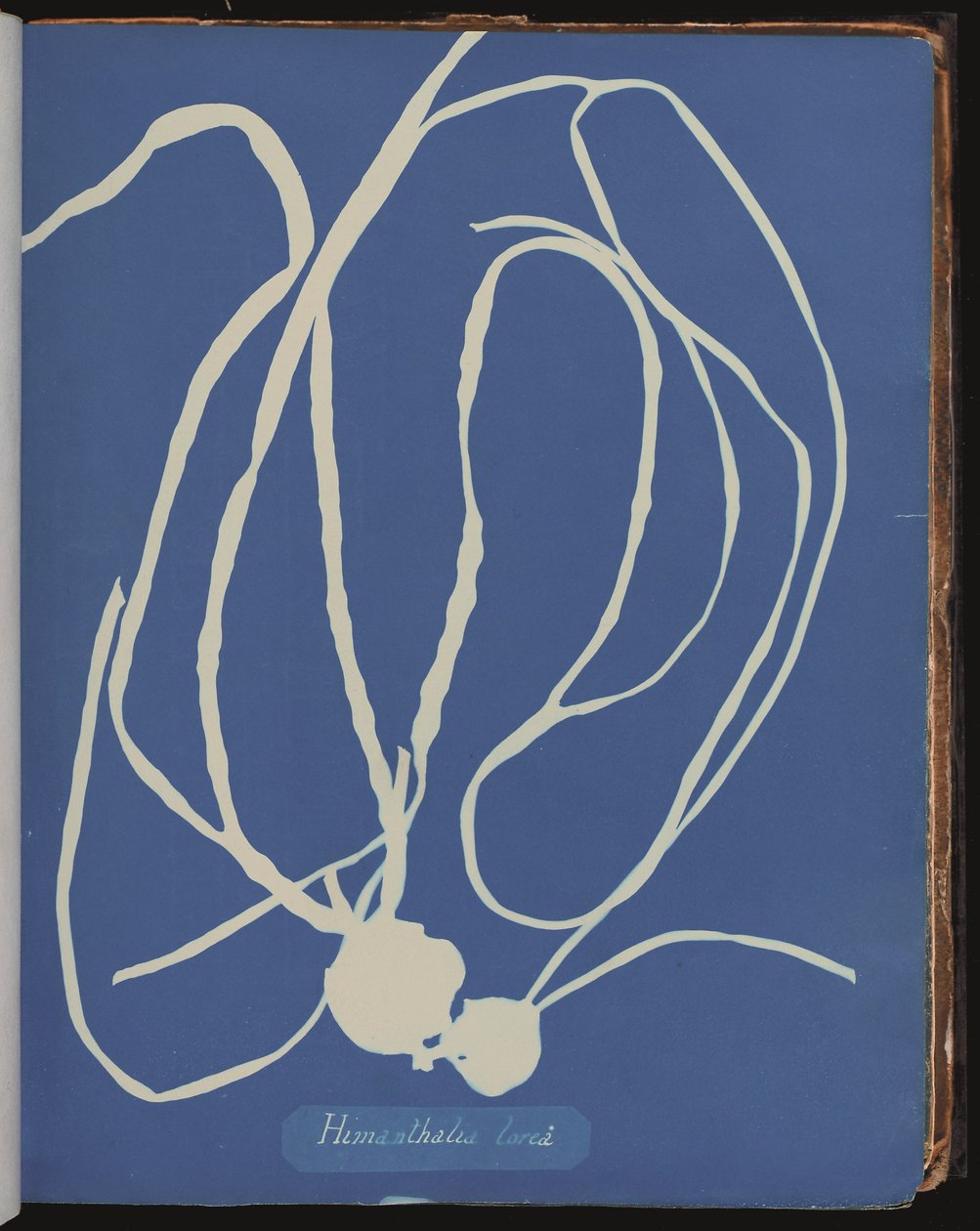 Himanthalia lorea z fotografii brytyjskich alg (cyjanotypia) autorstwa Anna Atkins