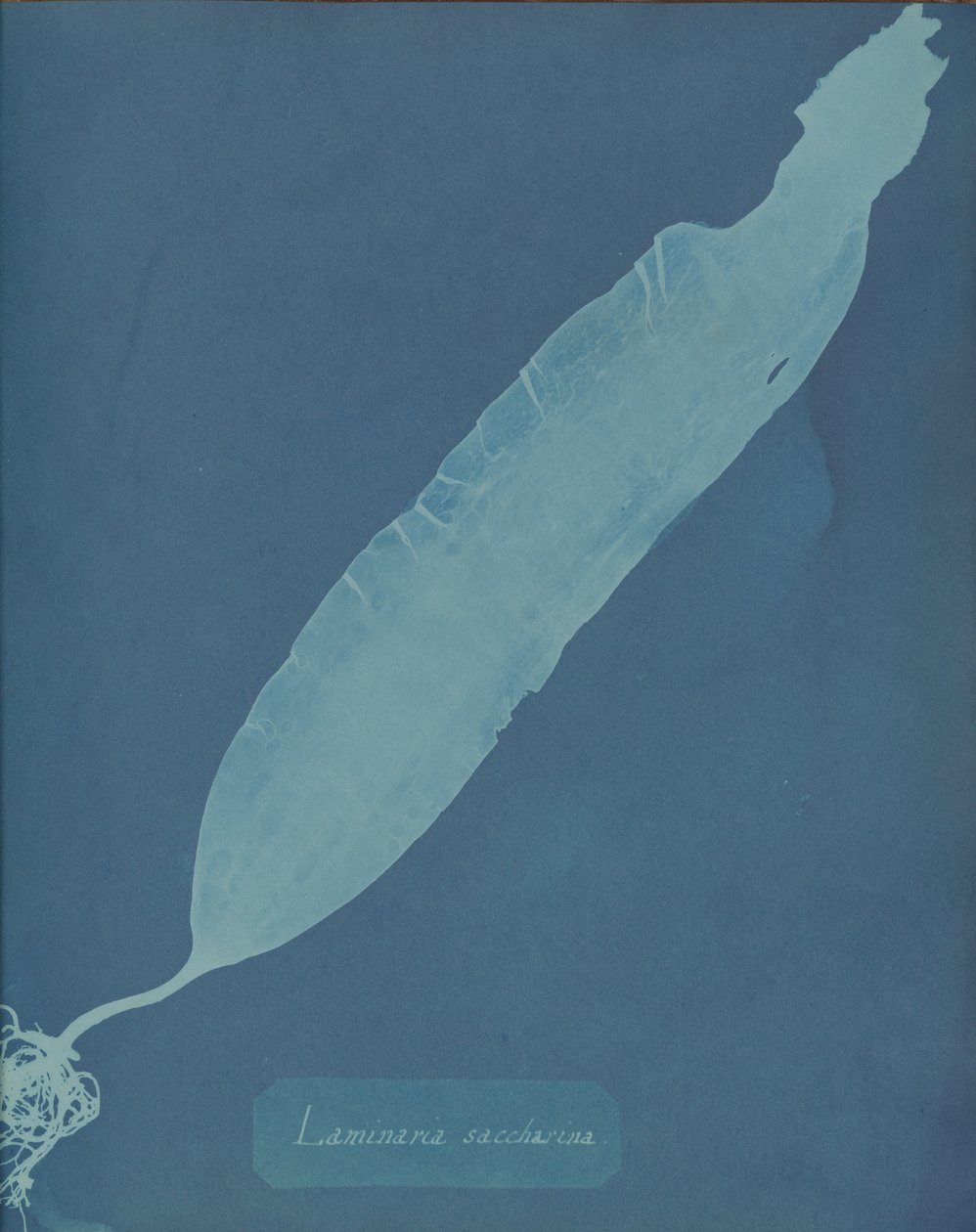 Laminaria sacharyna, ca. 1853. autorstwa Anna Atkins