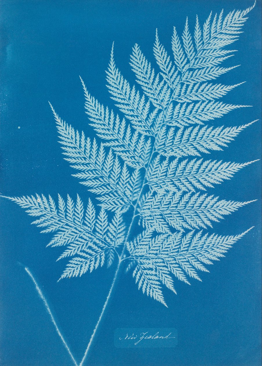 Nowa Zelandia autorstwa Anna Atkins