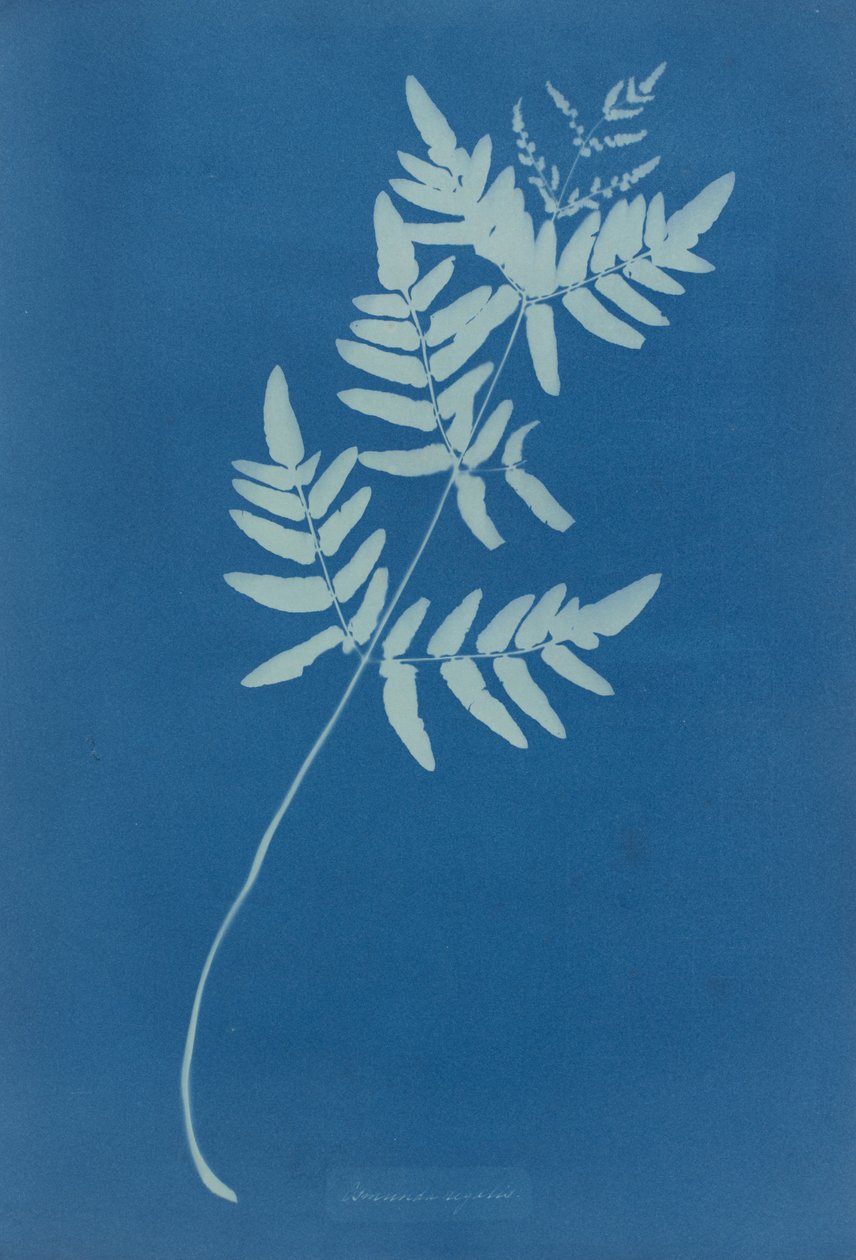 Osmunda Rigalis (Australia) autorstwa Anna Atkins