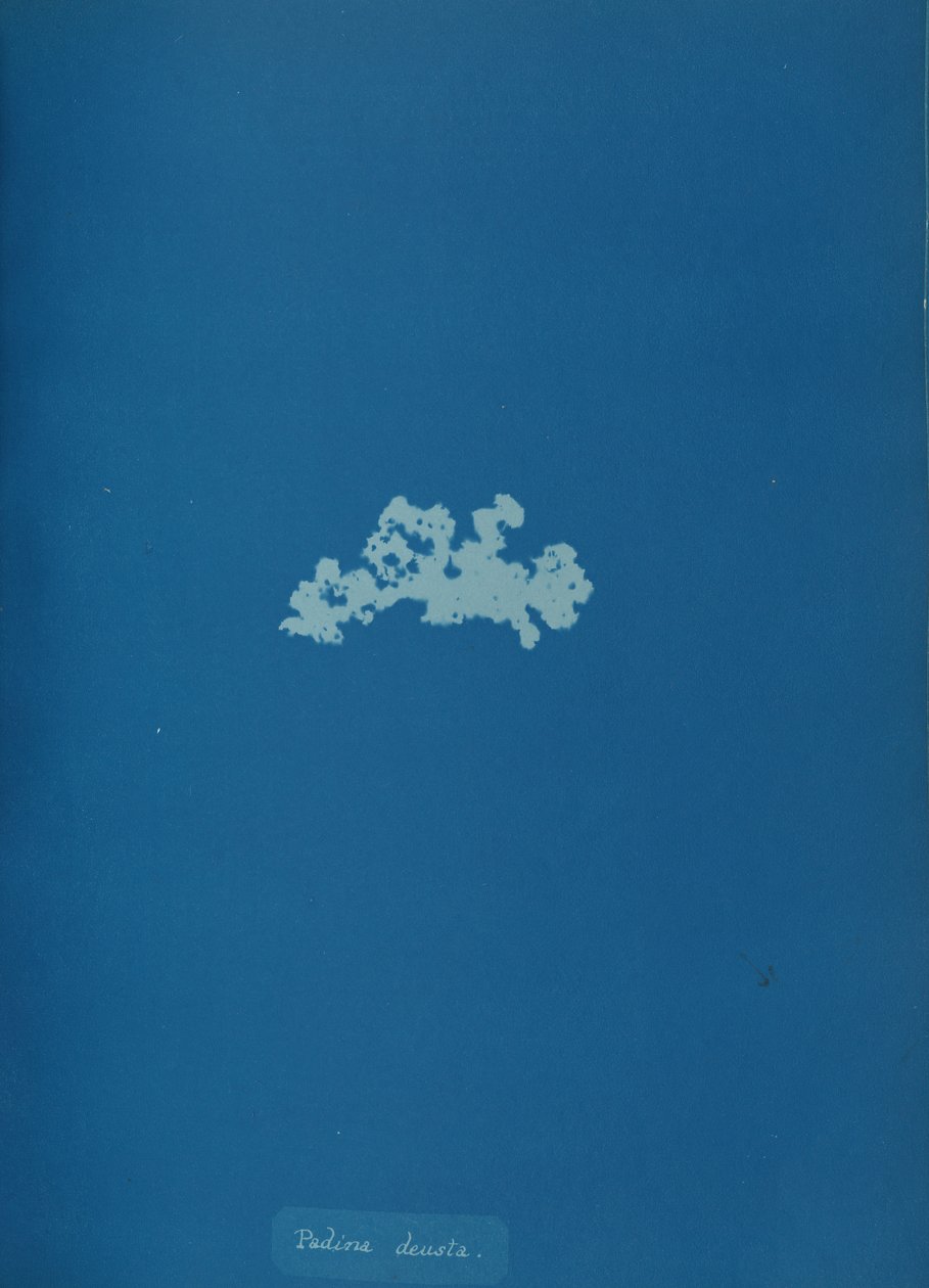 Padina deusta, ca. 1853. autorstwa Anna Atkins