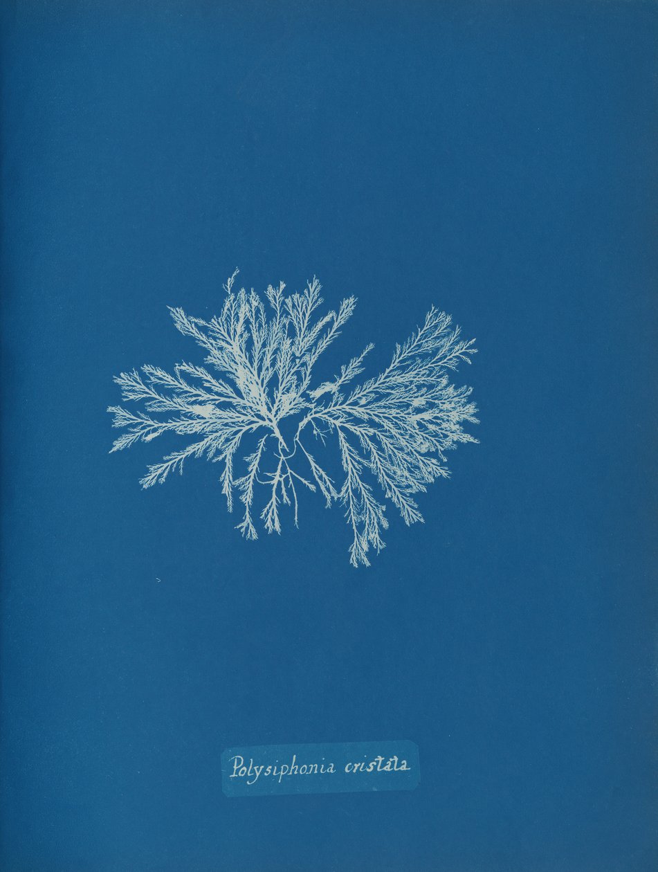 Polisyfonia cristata, ca. 1853. autorstwa Anna Atkins
