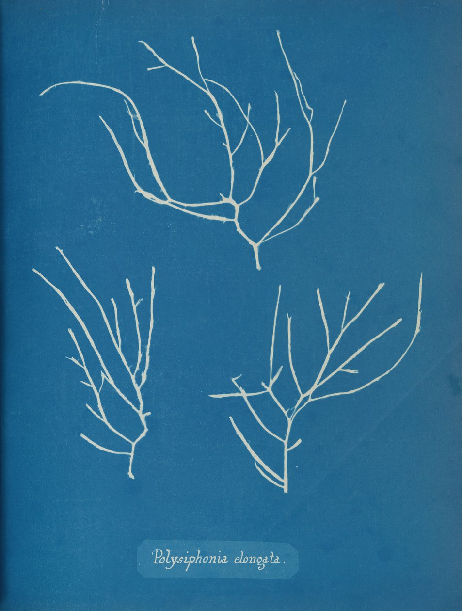 Polysiphonia elongata, ca. 1853 autorstwa Anna Atkins