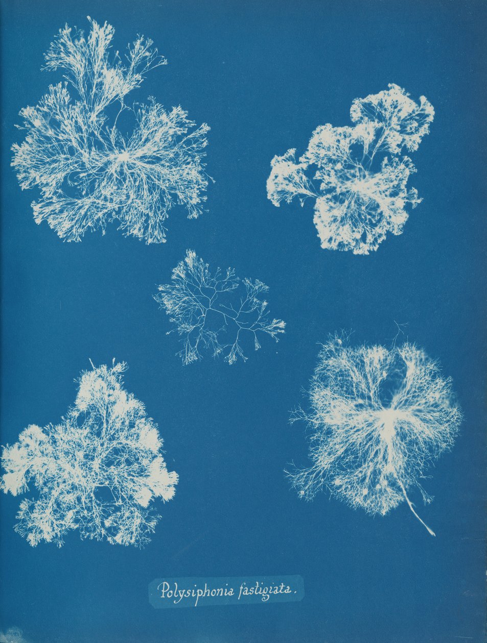 Polisyfonia fastigiata 1853. autorstwa Anna Atkins