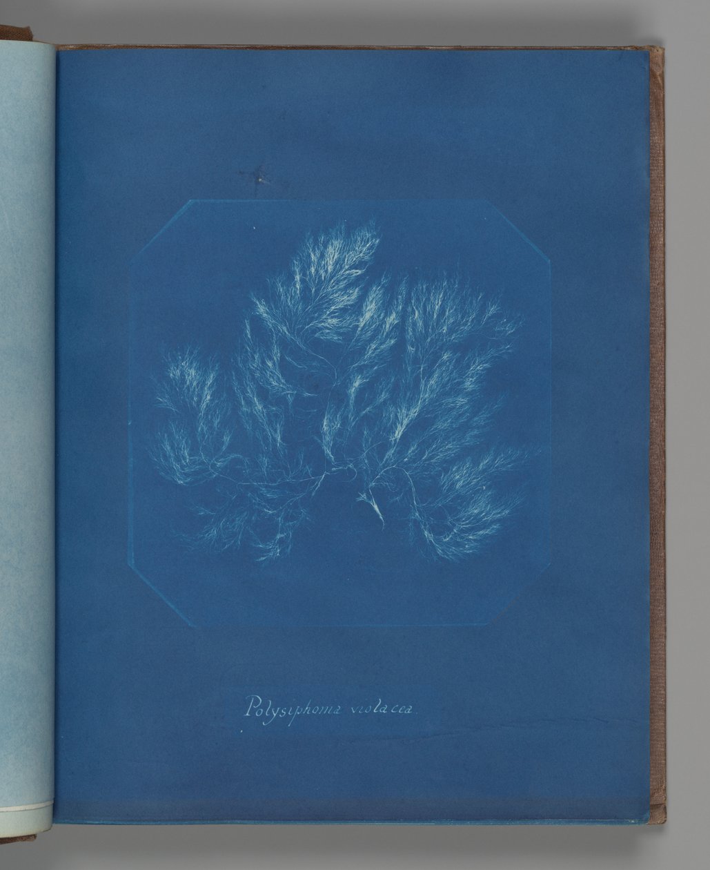 Polysiphonia violacea autorstwa Anna Atkins