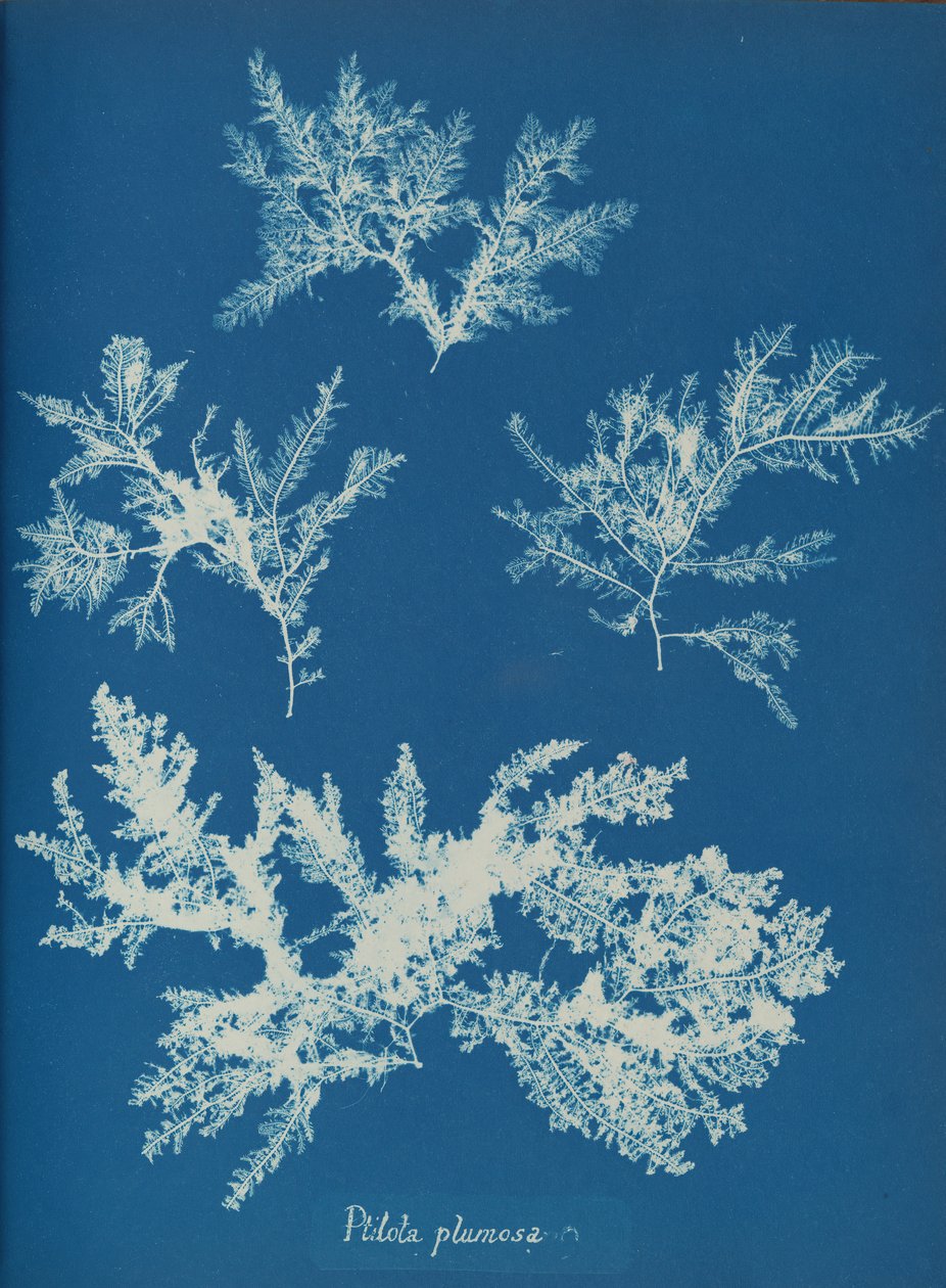 Ptilota plumosa, ca. 1853. autorstwa Anna Atkins