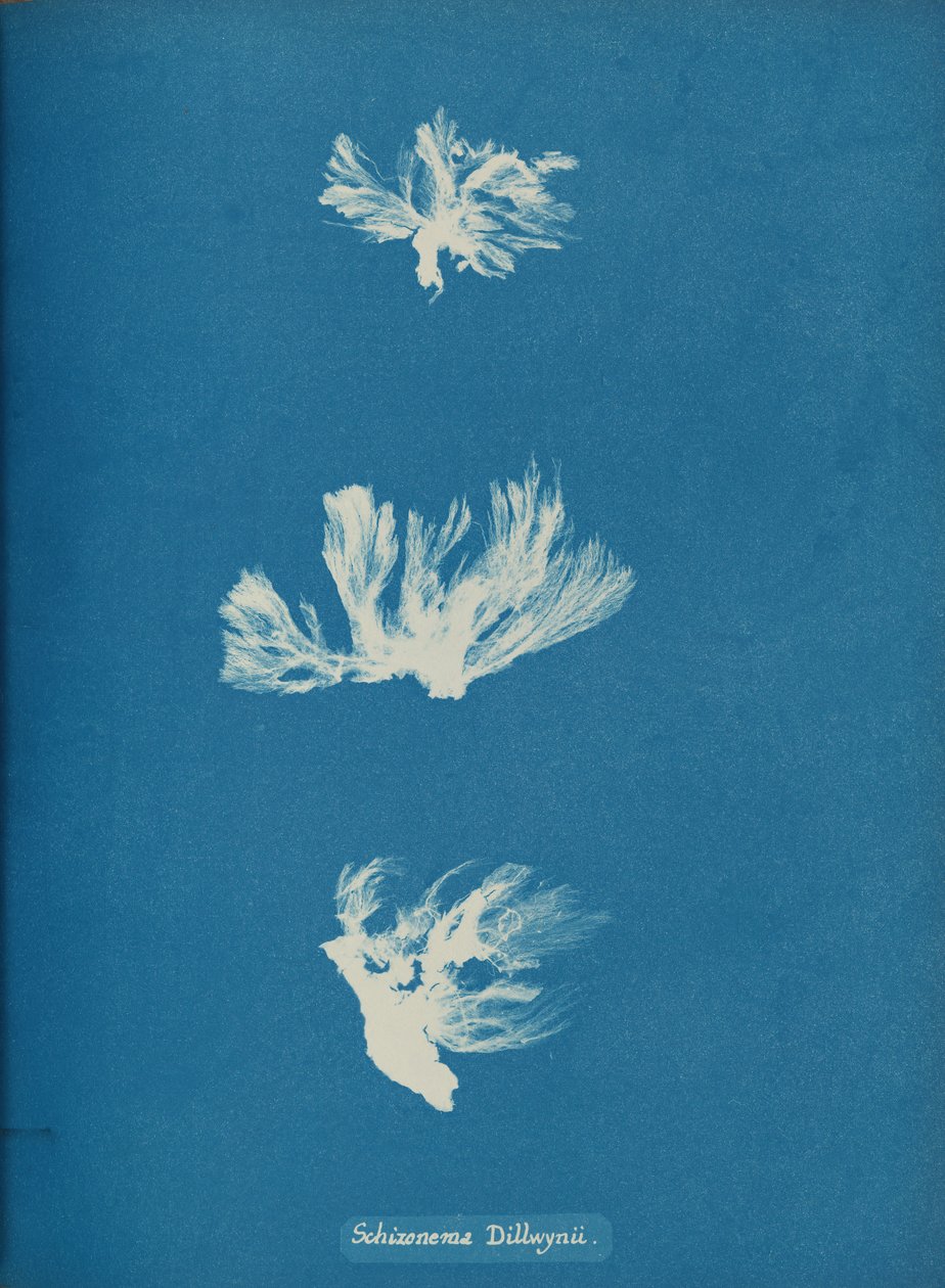 Schizonema Dillwynii, ca. 1853. autorstwa Anna Atkins