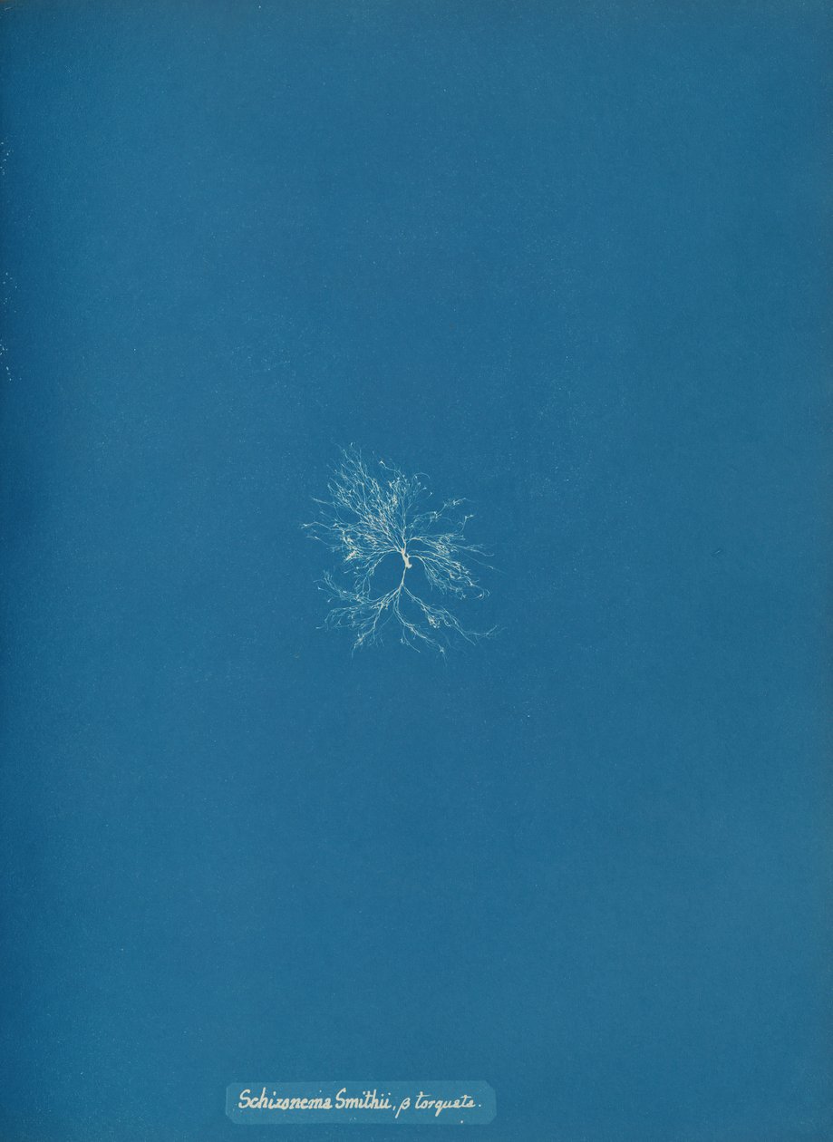 Schizonema Smithii, ß torqata, ca. 1853. autorstwa Anna Atkins