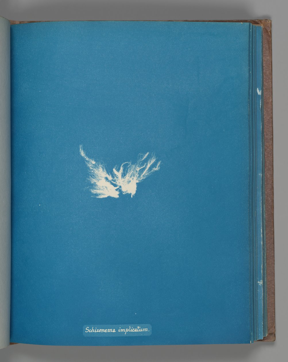 Kompleks Schizonema, ca. 1853 autorstwa Anna Atkins