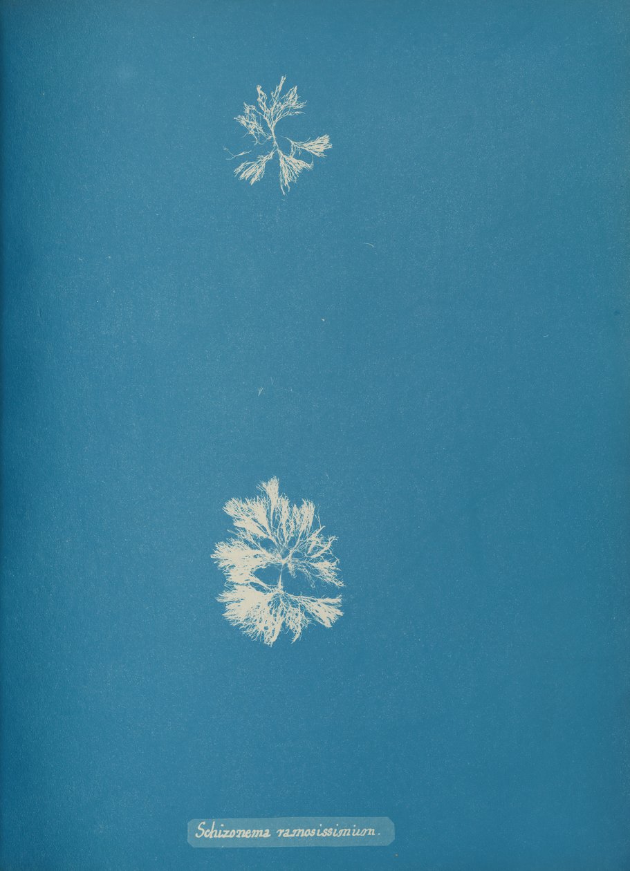 Schizonema ramosissimus, ca. 1853 autorstwa Anna Atkins