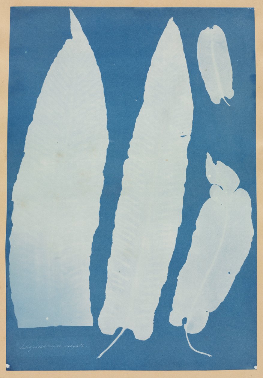 Scolopendrium Vulgare autorstwa Anna Atkins