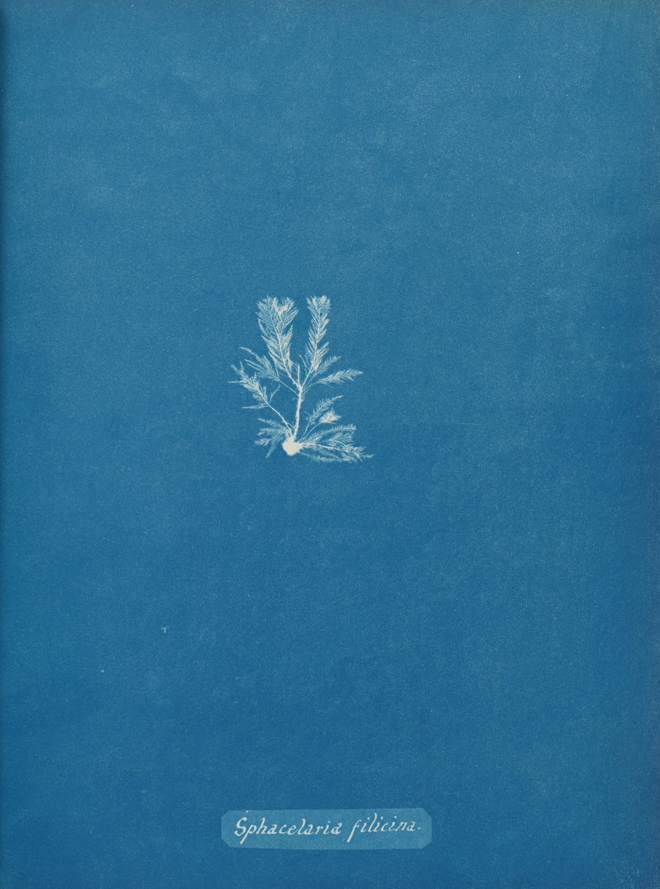 Sphacelaria filicina, ca. 1853. autorstwa Anna Atkins
