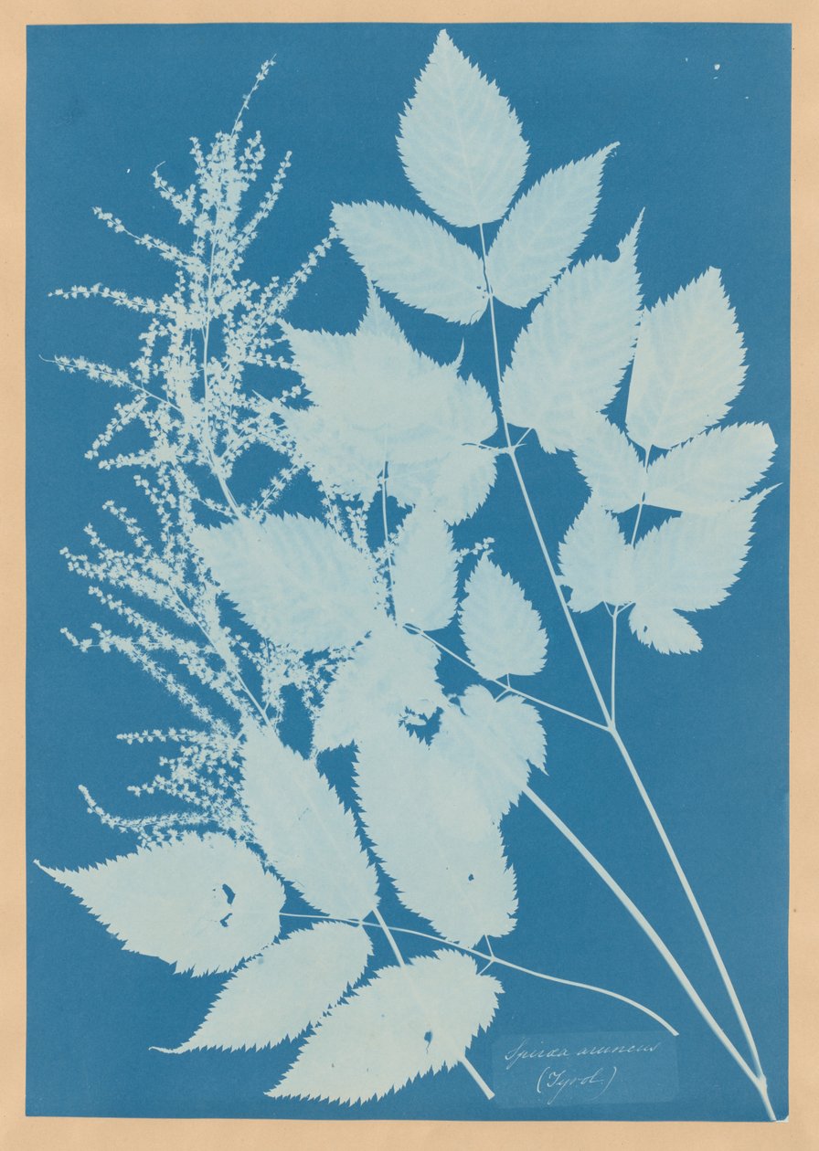 Spiraea aruncus (Tyrol) autorstwa Anna Atkins
