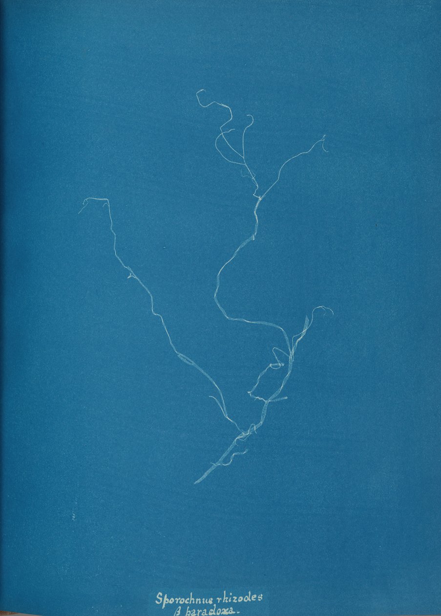 kłącza Sporochnius ß paracloxa, ca. 1853. autorstwa Anna Atkins