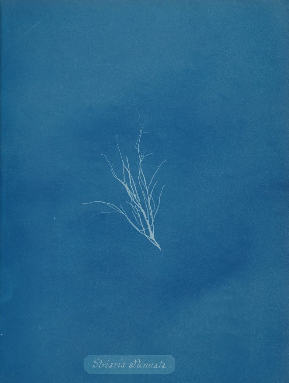 Striaria osłabiona, ca. 1853. autorstwa Anna Atkins