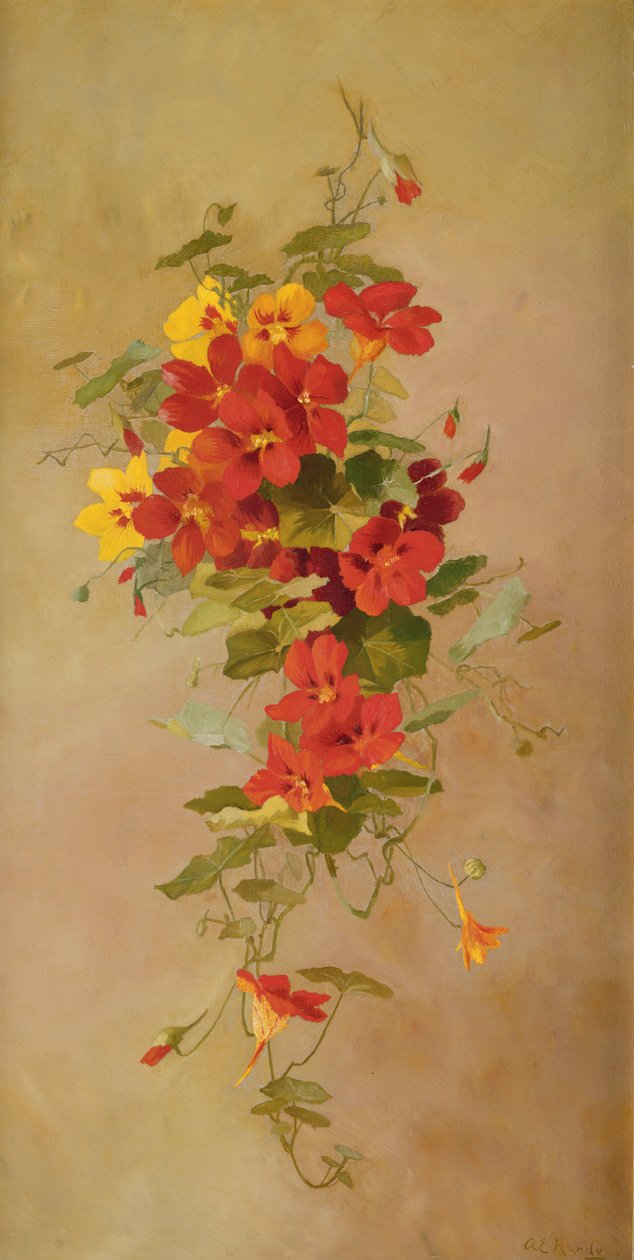 Nasturcje autorstwa Anna Eliza Hardy