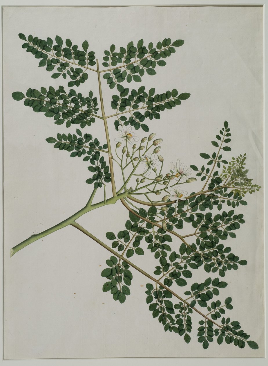 Moringa oleifera, zwana także drzewem chrzanowym lub podudzia (akwarela na papierze) autorstwa Anna Maria Jones