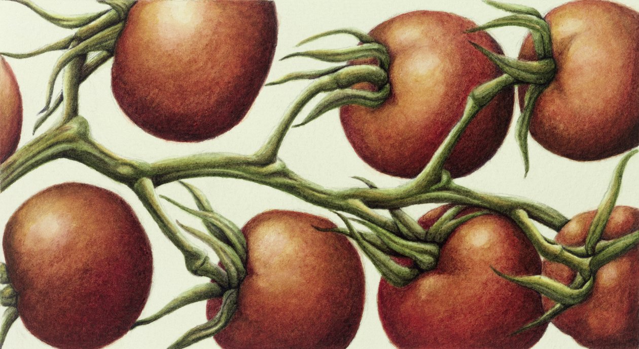 Pomidorowa winorośl, 1999 (wc na papierze) autorstwa Annabel Barrett