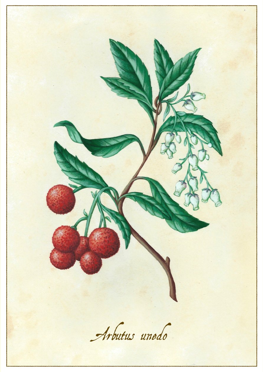 Arbutus unedo, 2015 (gwasz) autorstwa Annalisa Morrocco