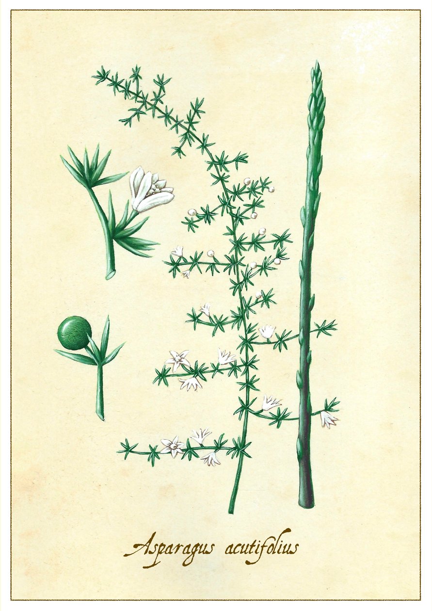 Asparagus acutifolius, 2015 (gwasz) autorstwa Annalisa Morrocco