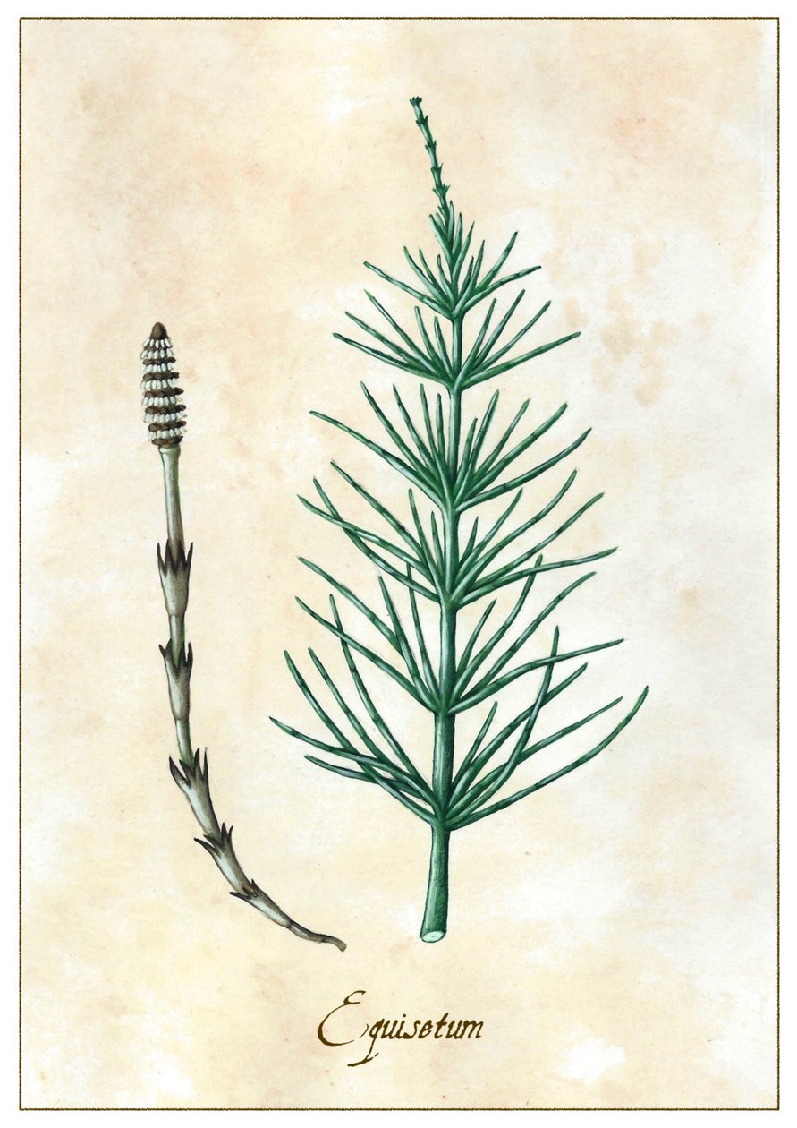 Equisetum, 2015 (gwasz) autorstwa Annalisa Morrocco