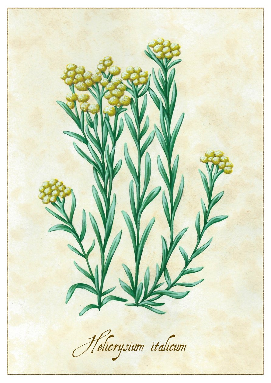 Helicrysium italicum, 2015 (gwasz) autorstwa Annalisa Morrocco