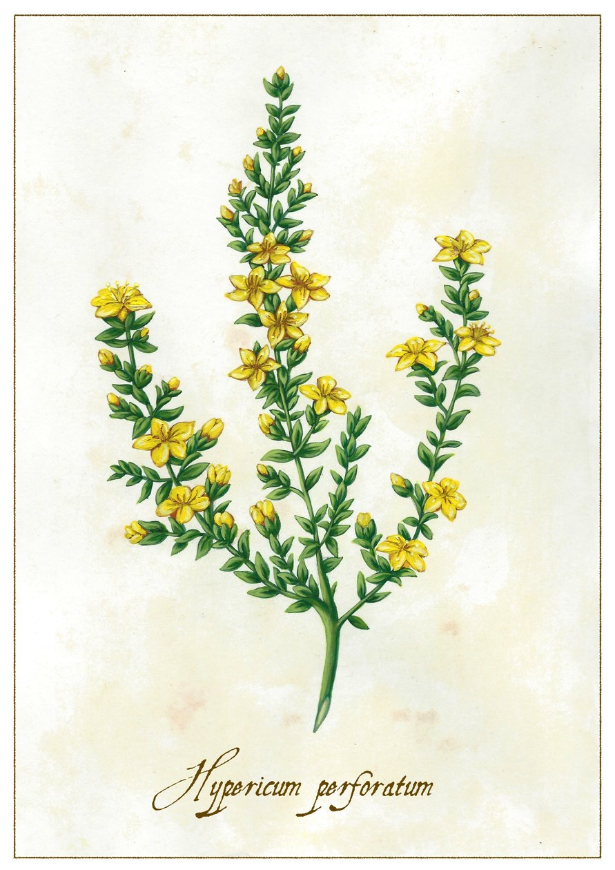 Hypericum perforatum, 2015 (gwasz) autorstwa Annalisa Morrocco