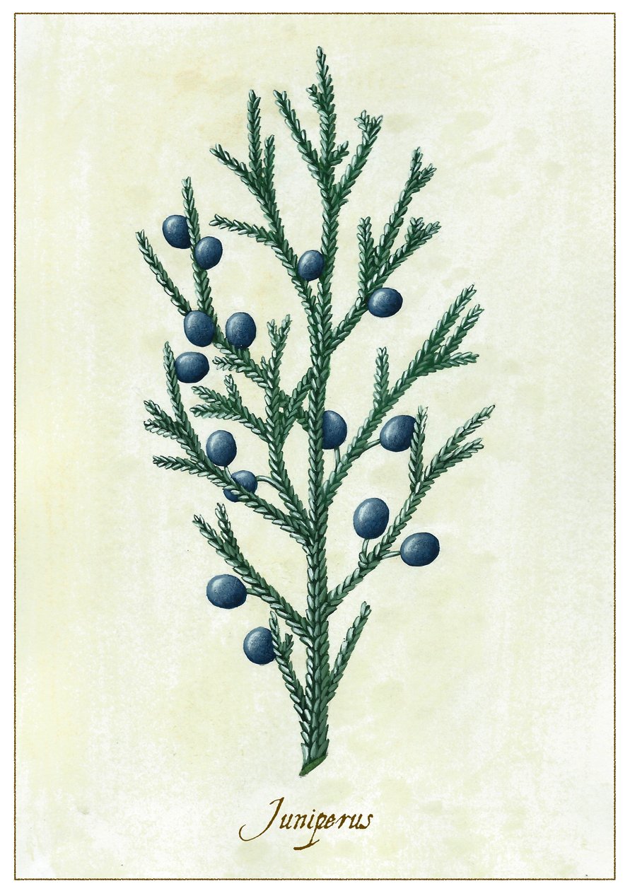 Juniperus, 2015 (gwasz) autorstwa Annalisa Morrocco
