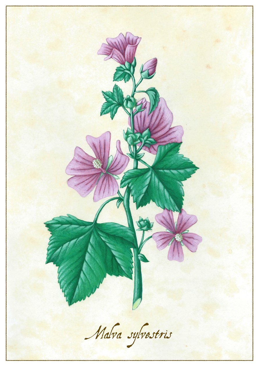 Malva sylvestris, 2015 (gwasz) autorstwa Annalisa Morrocco
