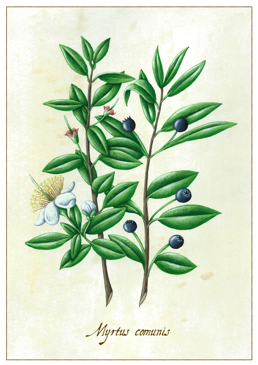 Mirtowe wspólnoty, 2015 (gwasz) autorstwa Annalisa Morrocco