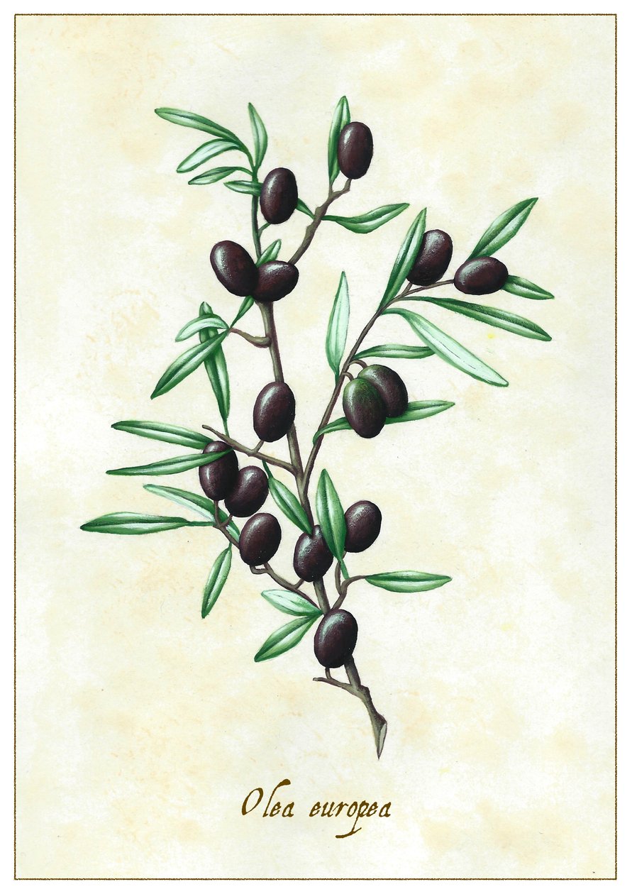 Olea europea, 2015 (gwasz) autorstwa Annalisa Morrocco