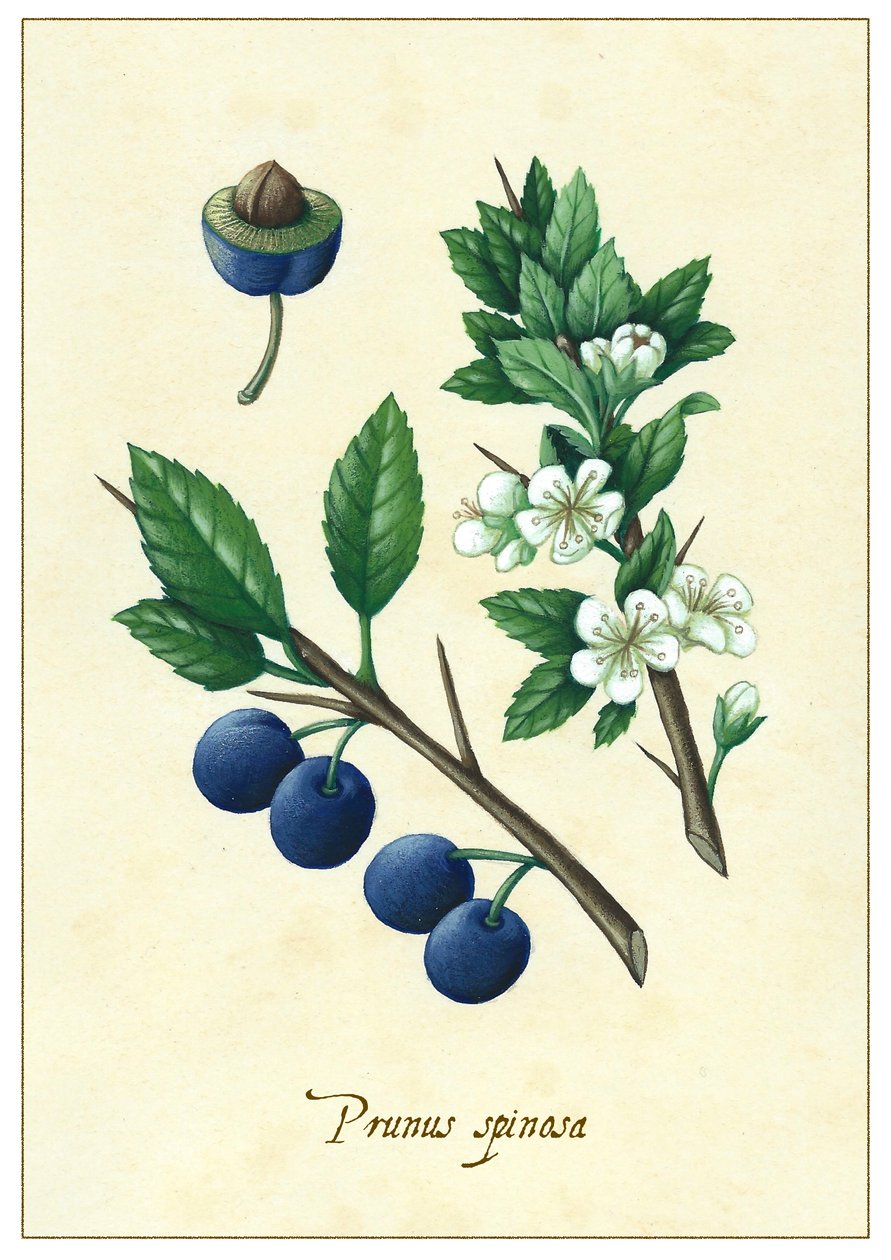 Prunus spinosa, 2015 (gwasz) autorstwa Annalisa Morrocco