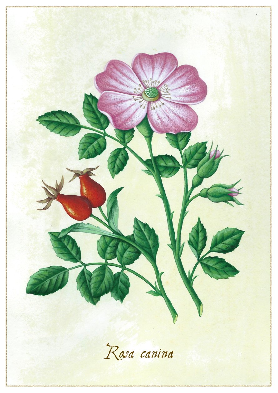 Dzika róża, 2015 (gwasz) autorstwa Annalisa Morrocco