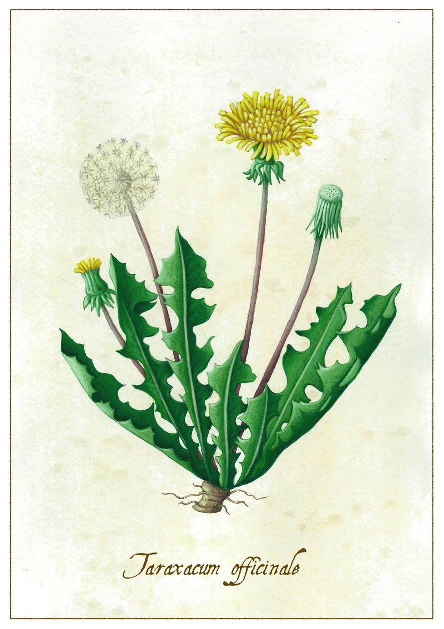 Taraxacum officinale, 2015 (gwasz) autorstwa Annalisa Morrocco