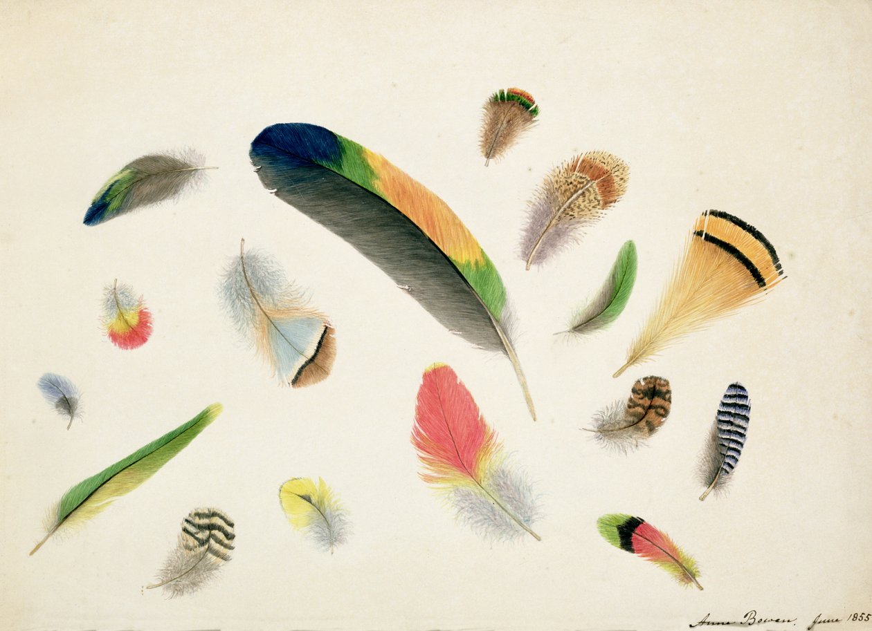 Studia nad piórami, 1855 (wc na papierze) autorstwa Anne Bowen