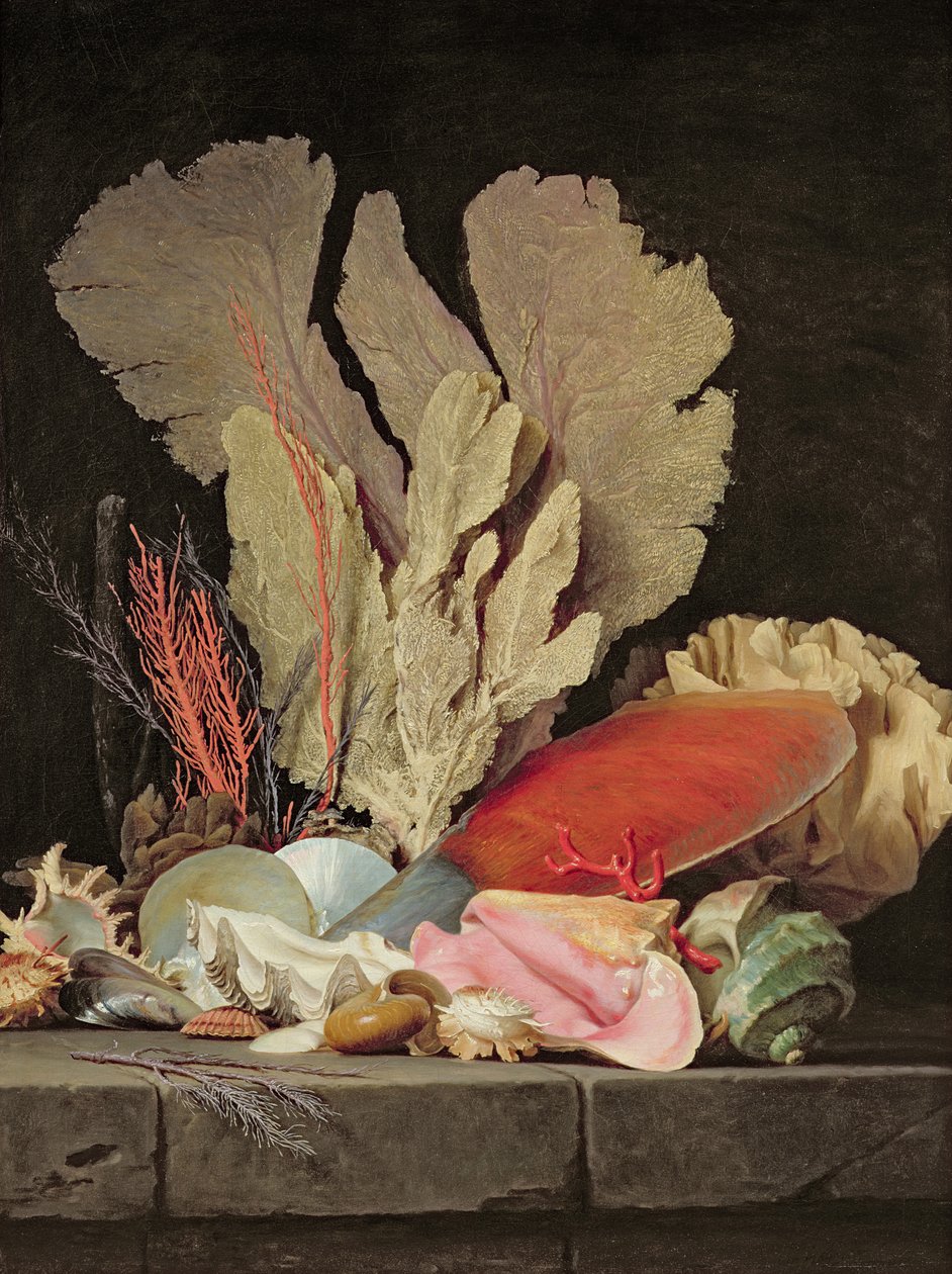 Wodorosty, litofity i muszle autorstwa Anne Vallayer Coster
