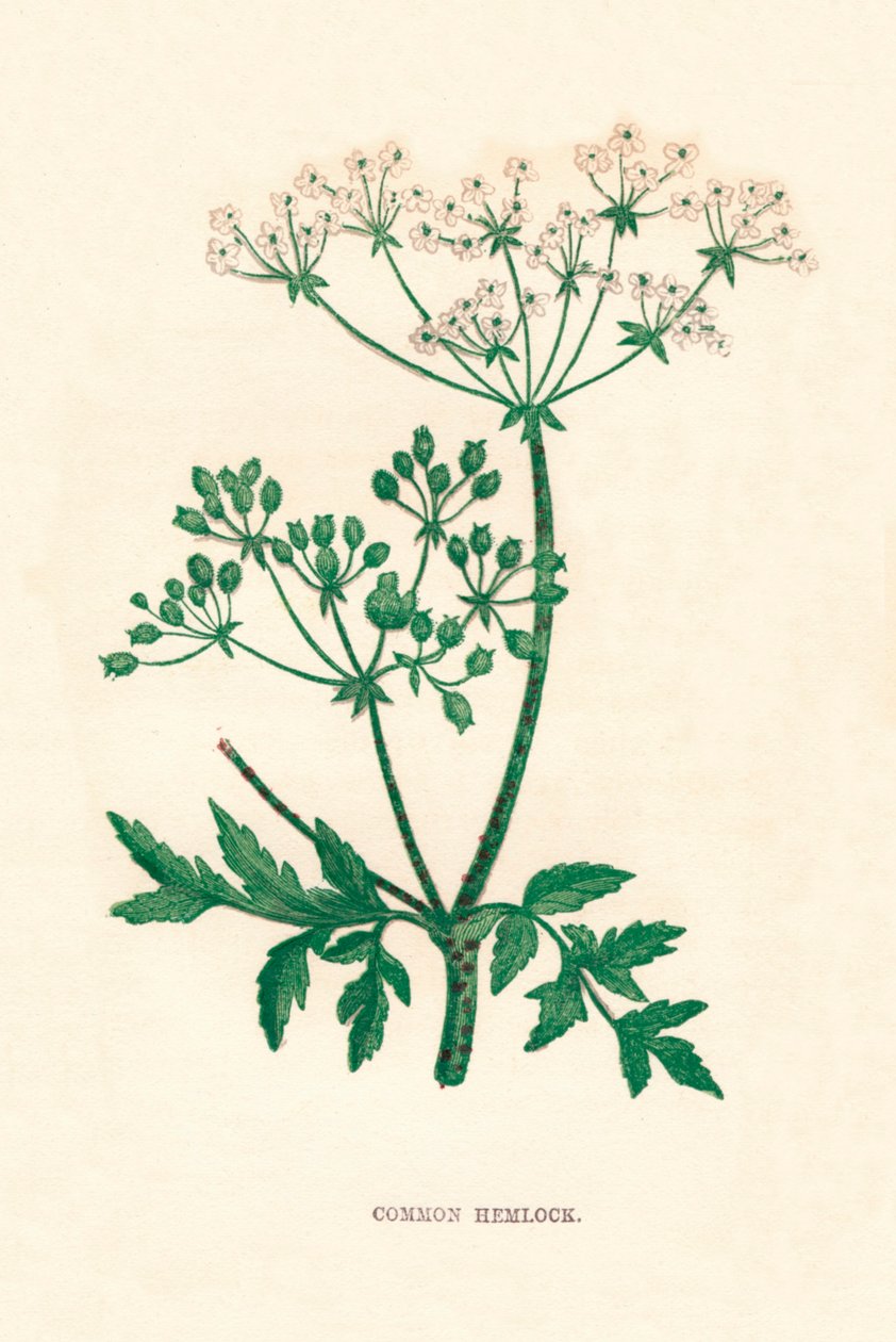 Cykuta zwyczajna, c1891, 1891 autorstwa Anne Pratt
