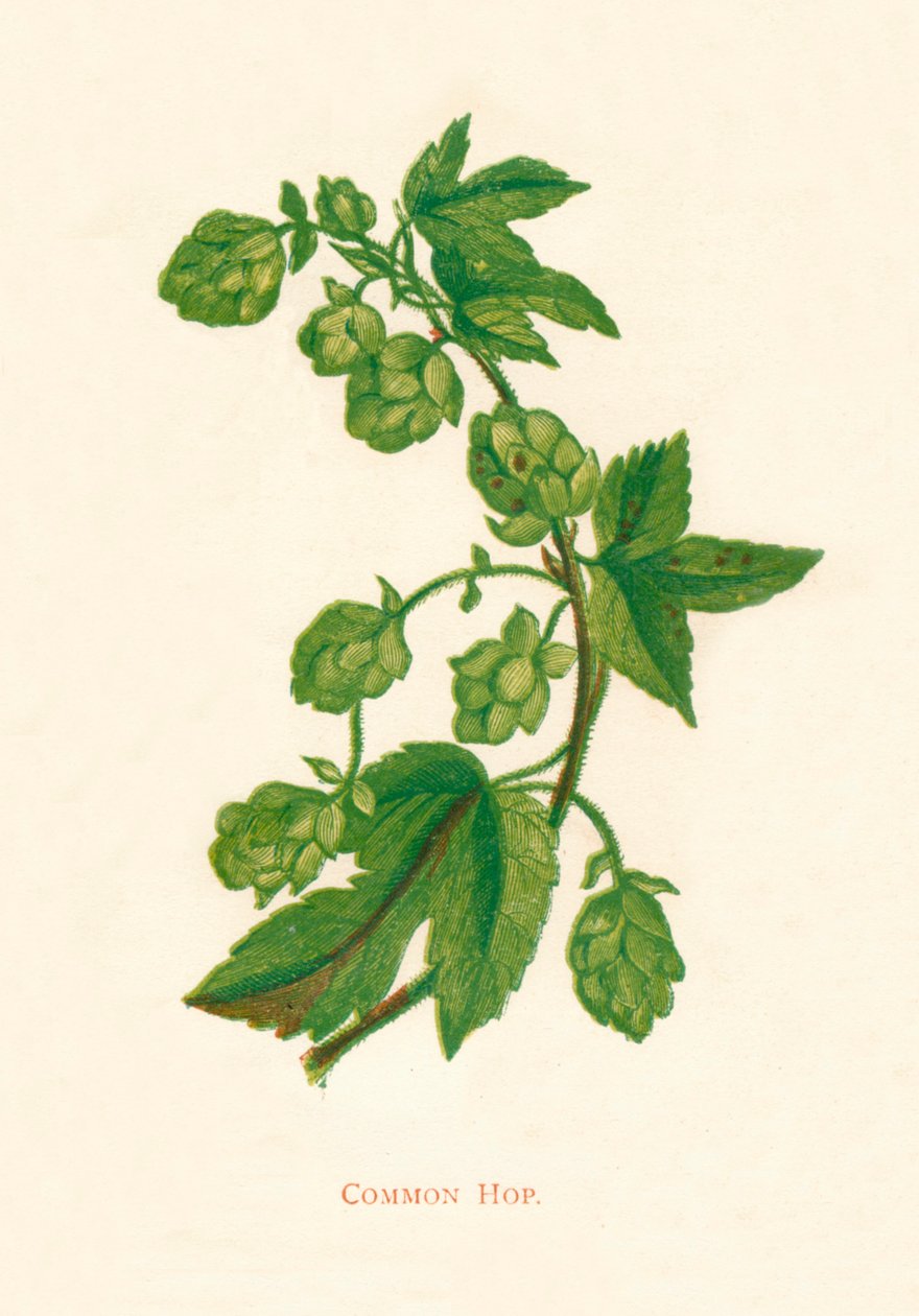 Chmiel zwyczajny, ok. 1891 r., 1891 r autorstwa Anne Pratt