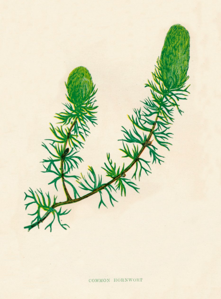 Hornwort zwyczajny, ok. 1891, 1891 autorstwa Anne Pratt