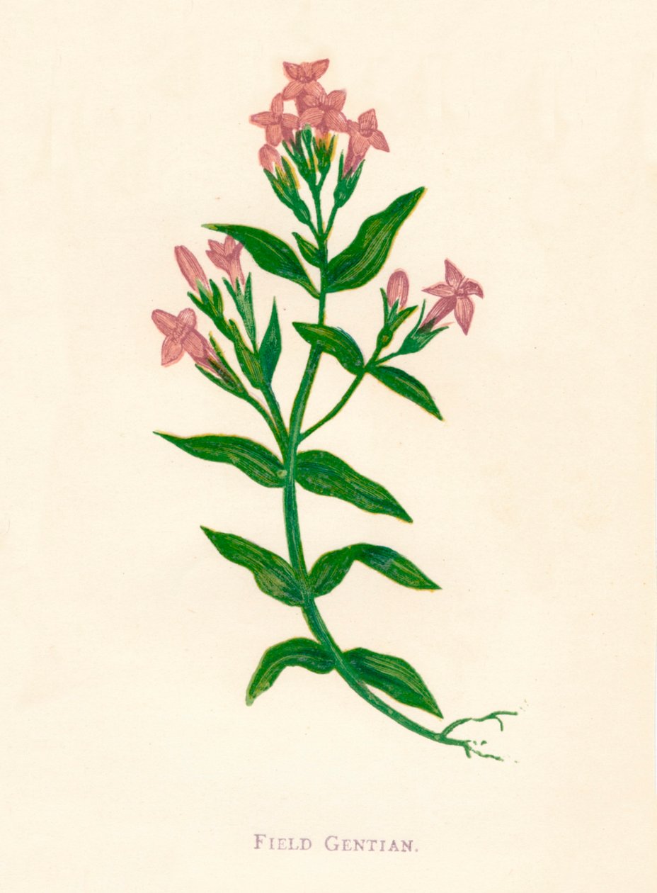 Goryczka polna, ok. 1891 r., 1891 r autorstwa Anne Pratt