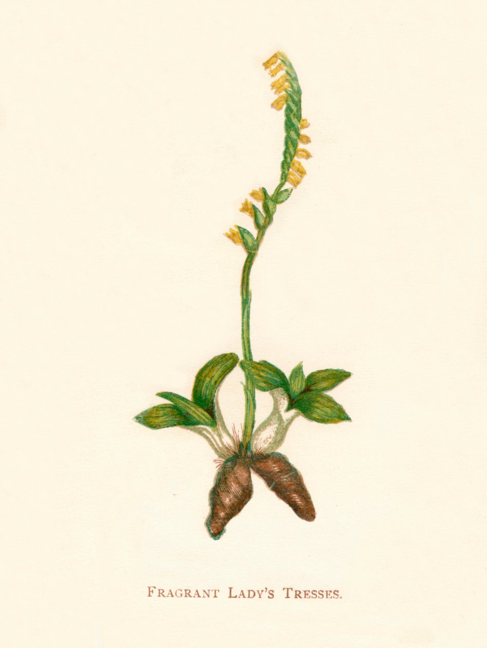Pachnące warkocze Ladys, ok. 1891 r., 1891 r autorstwa Anne Pratt