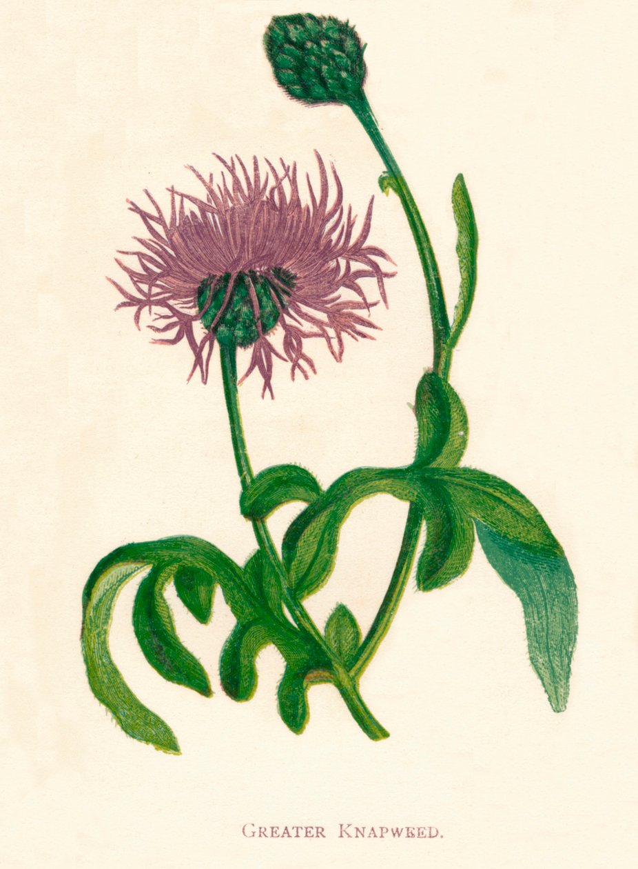Knapweed większy, c1891, 1891 autorstwa Anne Pratt