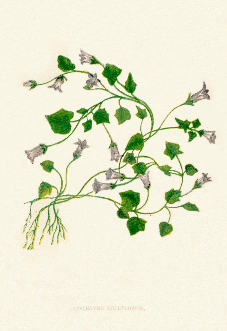 Dzwonek bluszczolistny, c1891, 1891 autorstwa Anne Pratt